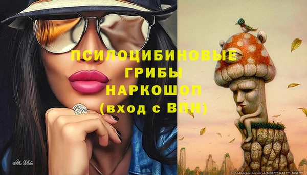 хмурый Аркадак